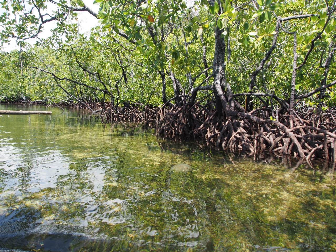 Mangrove d'Azur aux Raja Ampat